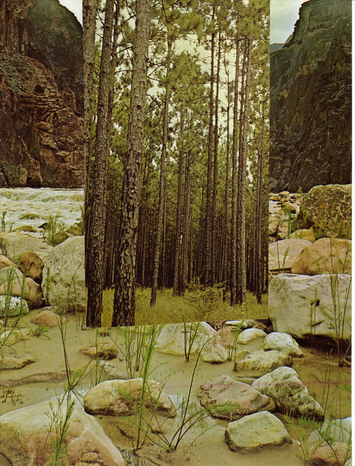 Forest Canyon (The Possibilities)