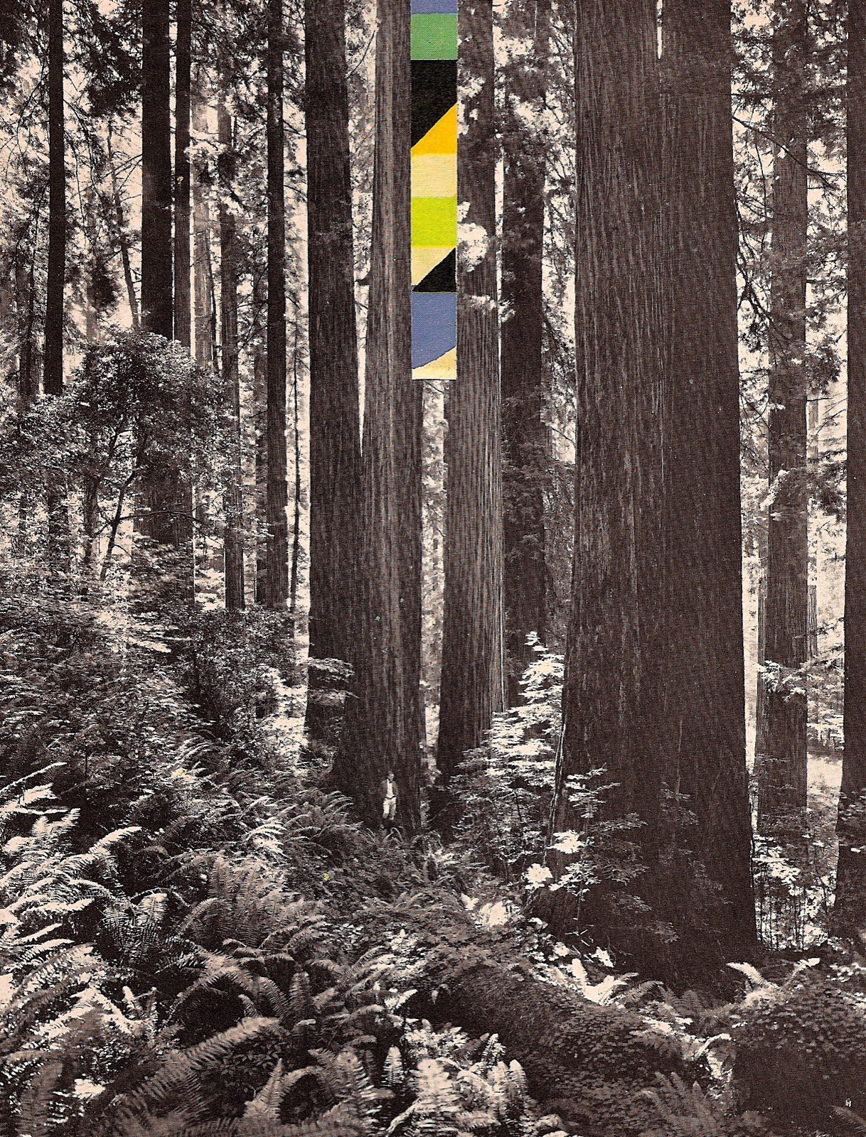 Time (Space) Through the Woods