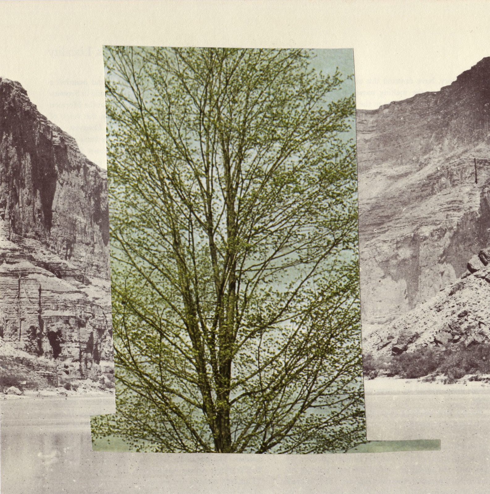The Monument for Out of Place Tree