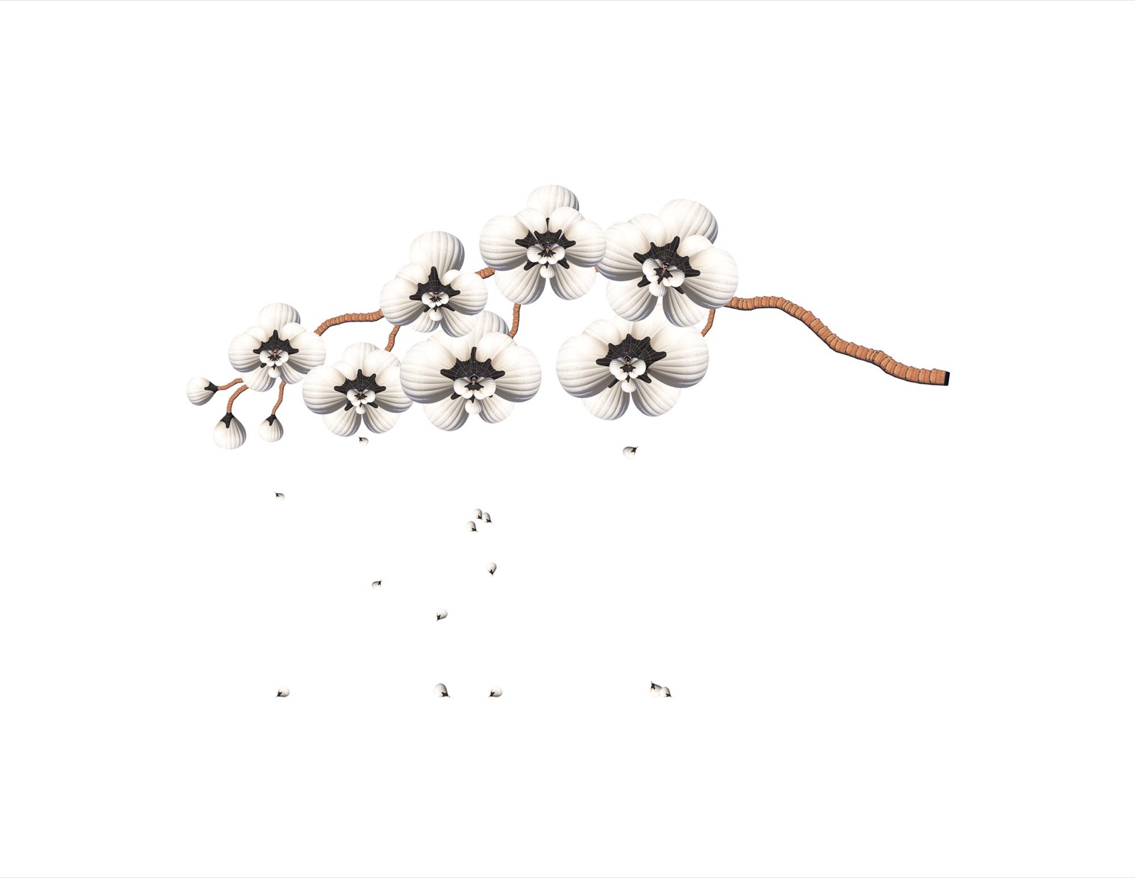 Orchid Seeding