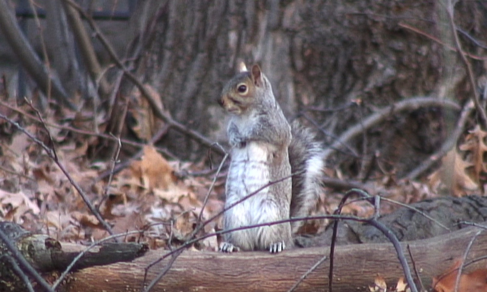 Mads Lynnerup — Squirrel (speculation)