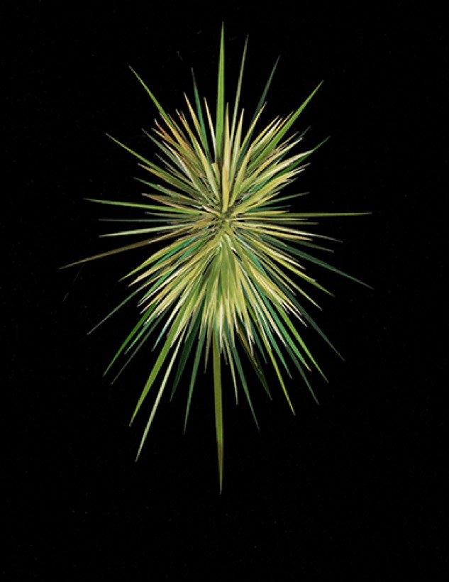 Stephen Eichhorn — Grass Burst (Burst)
