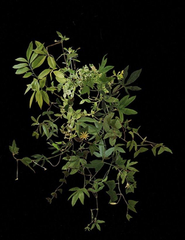 Stephen Eichhorn — Foliage Foliage (Black)