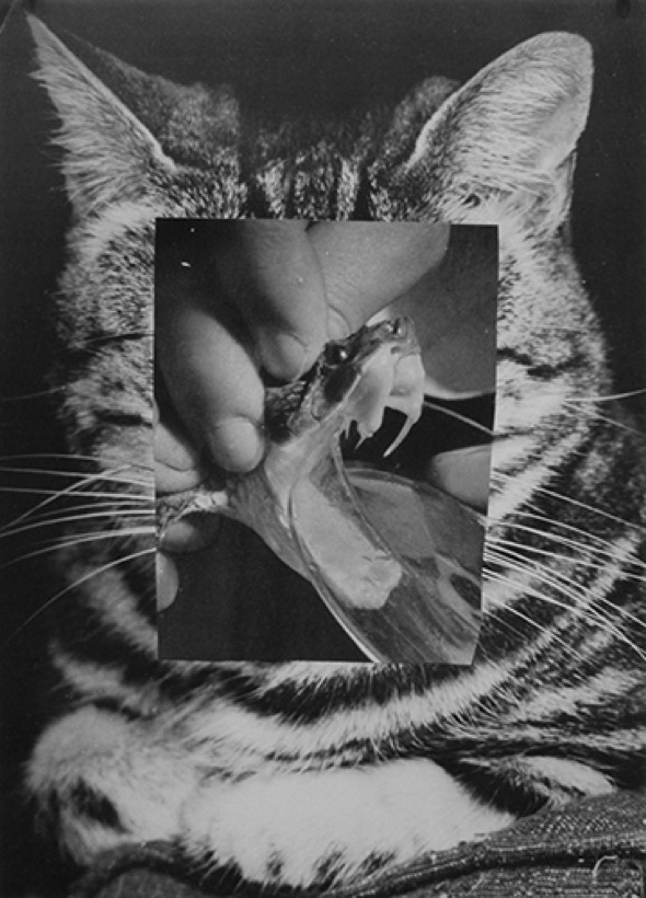 Katherine Homan Rosch — Untitled (Cat Fang)