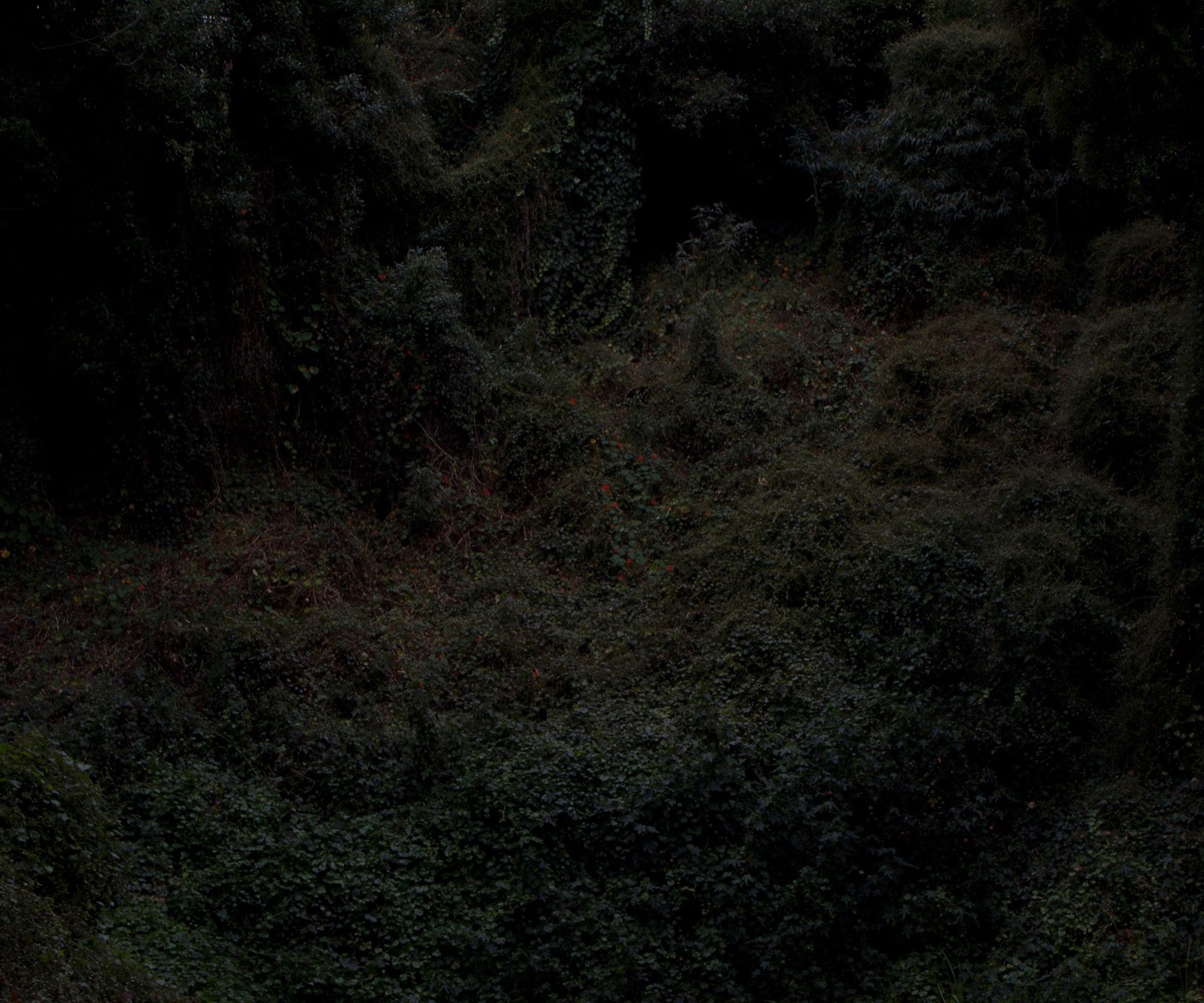 Untitled (wall of plants)