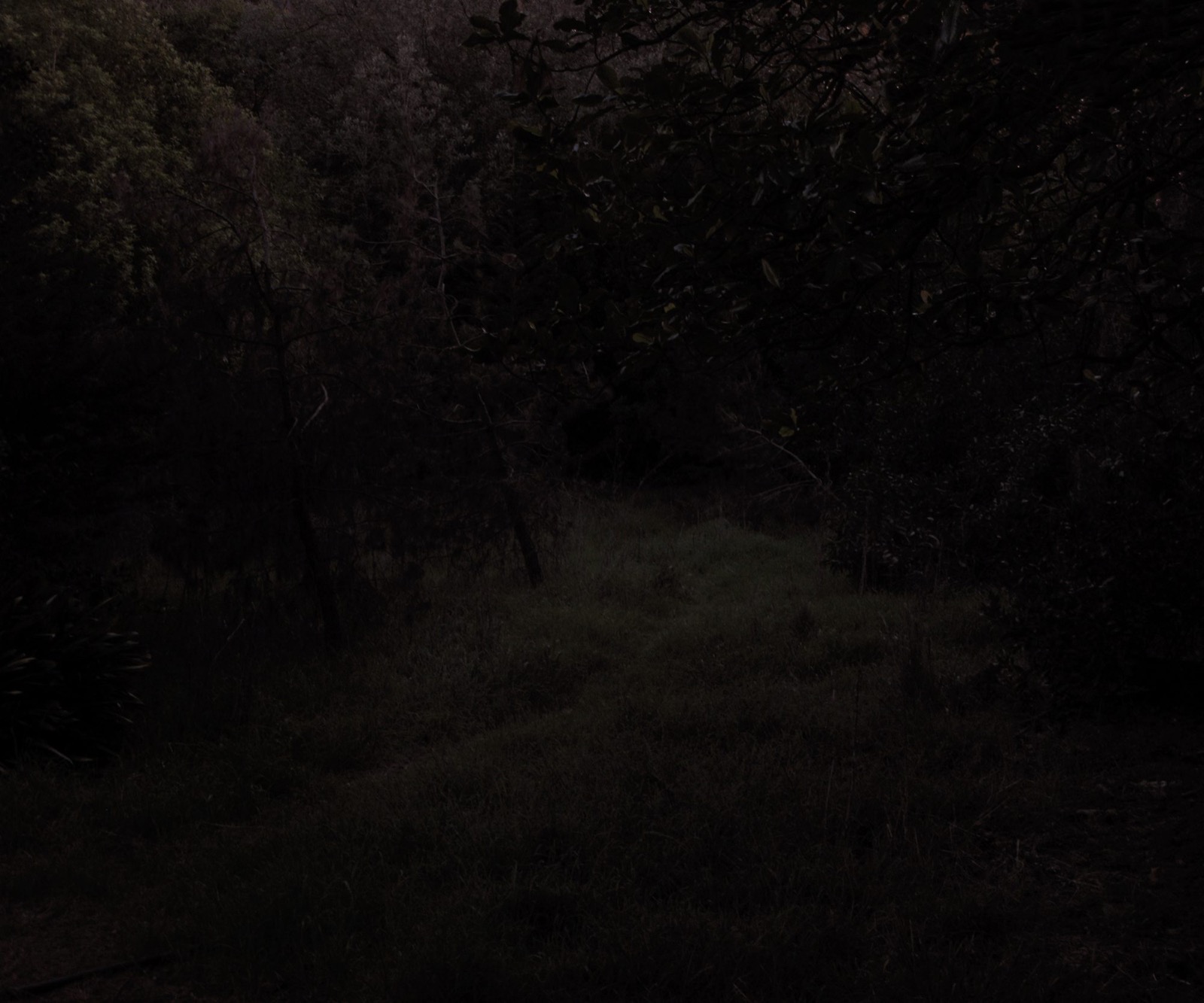 Untitled (forest)