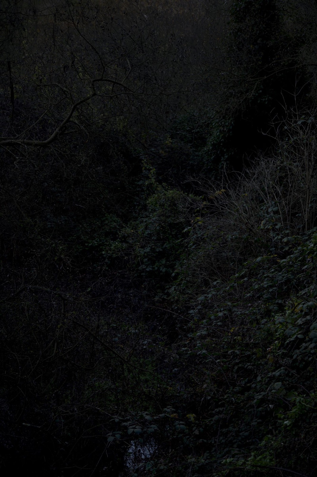 Untitled (creek, portrait)
