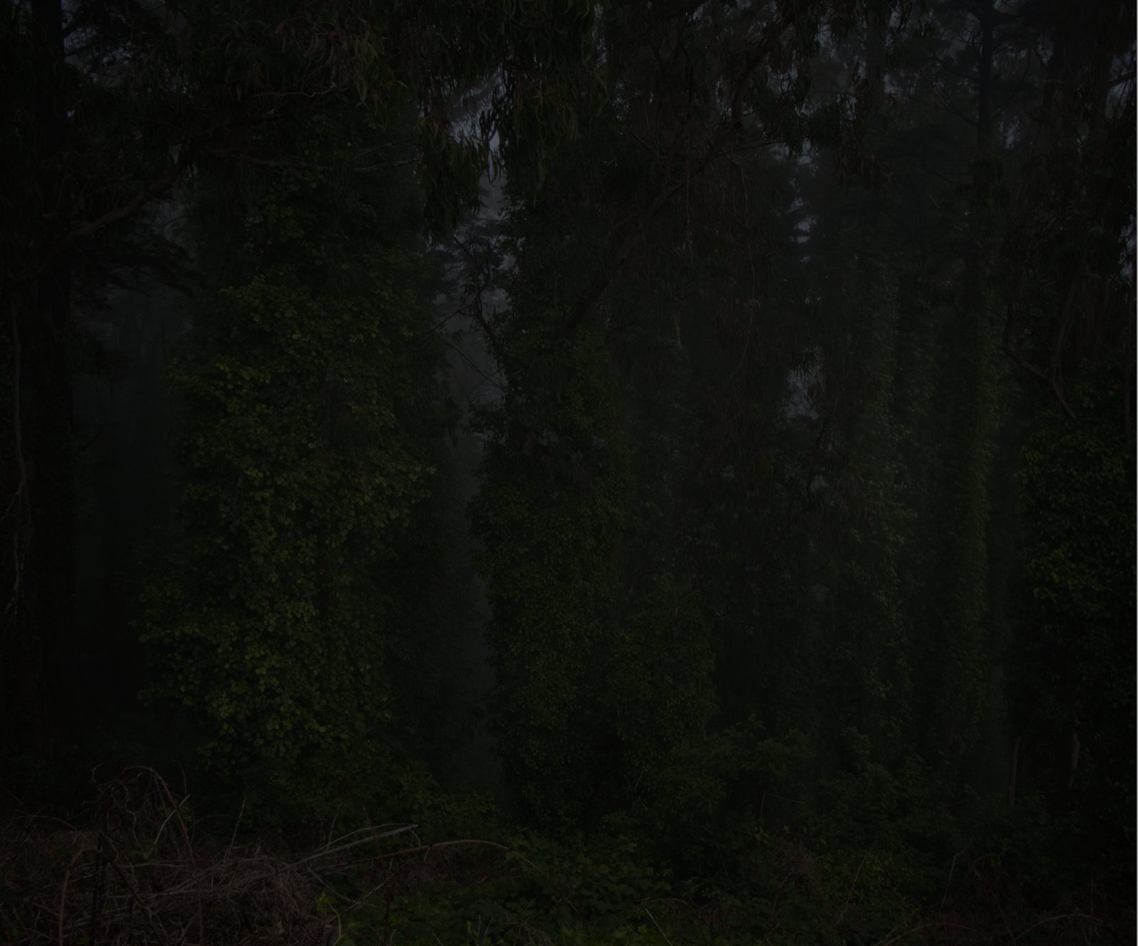 Untitled (mt. davidson)
