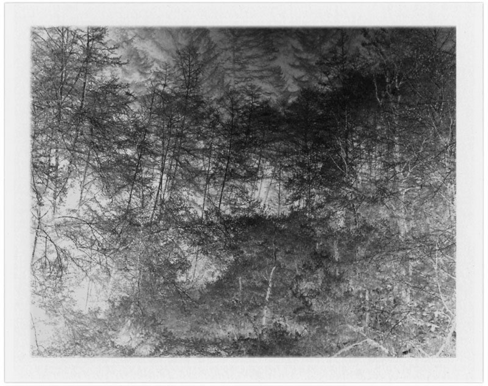 Forest (negative)