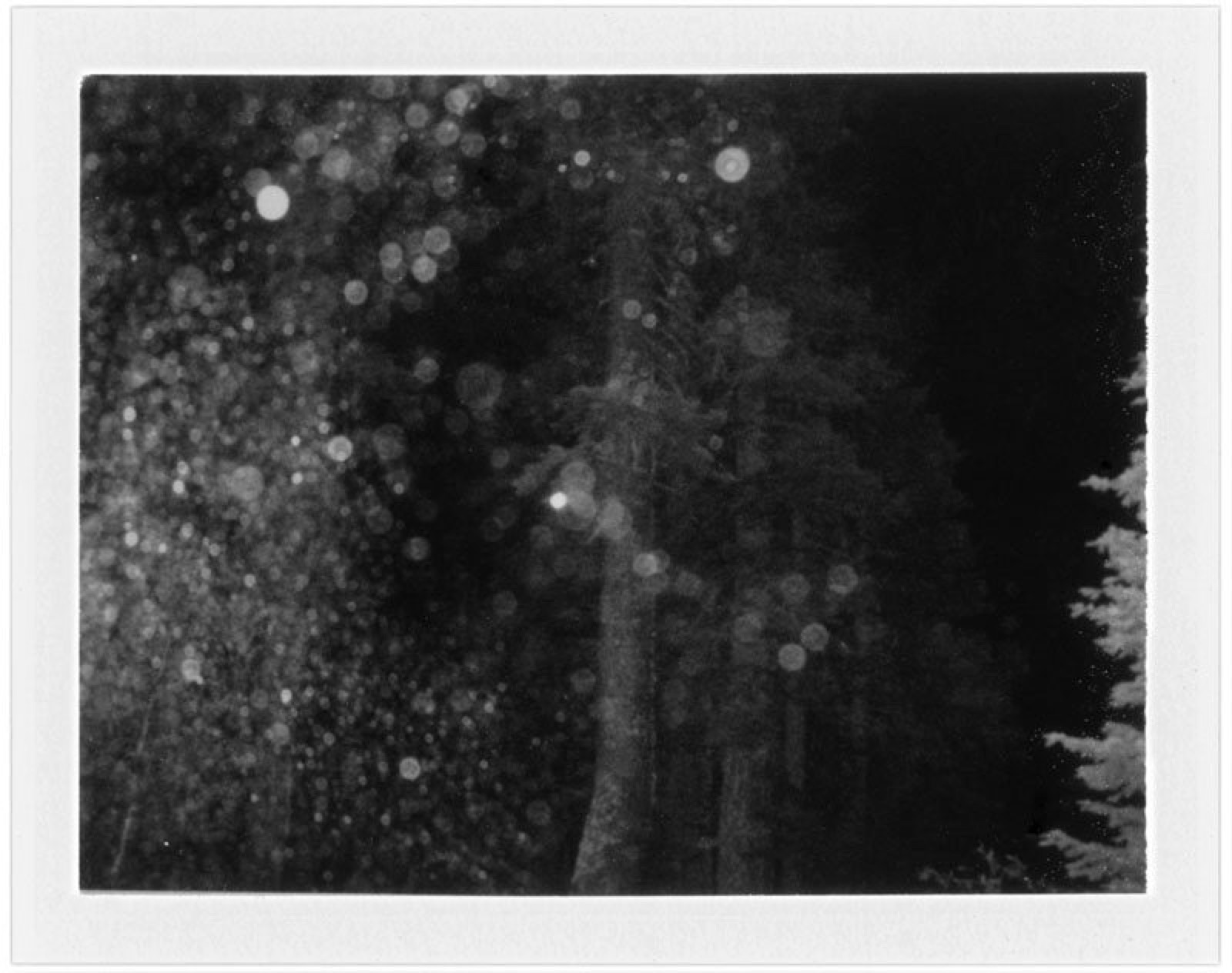 Trees at Night