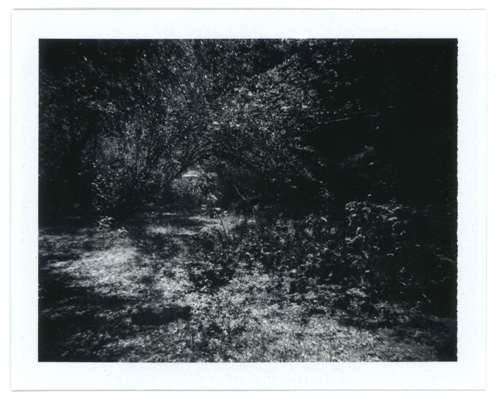 Untitled (garden)