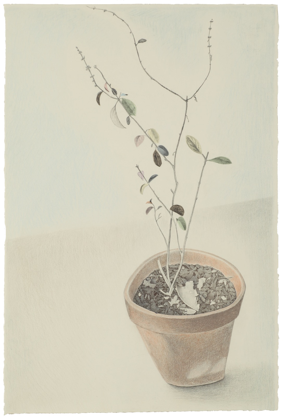 Basil
